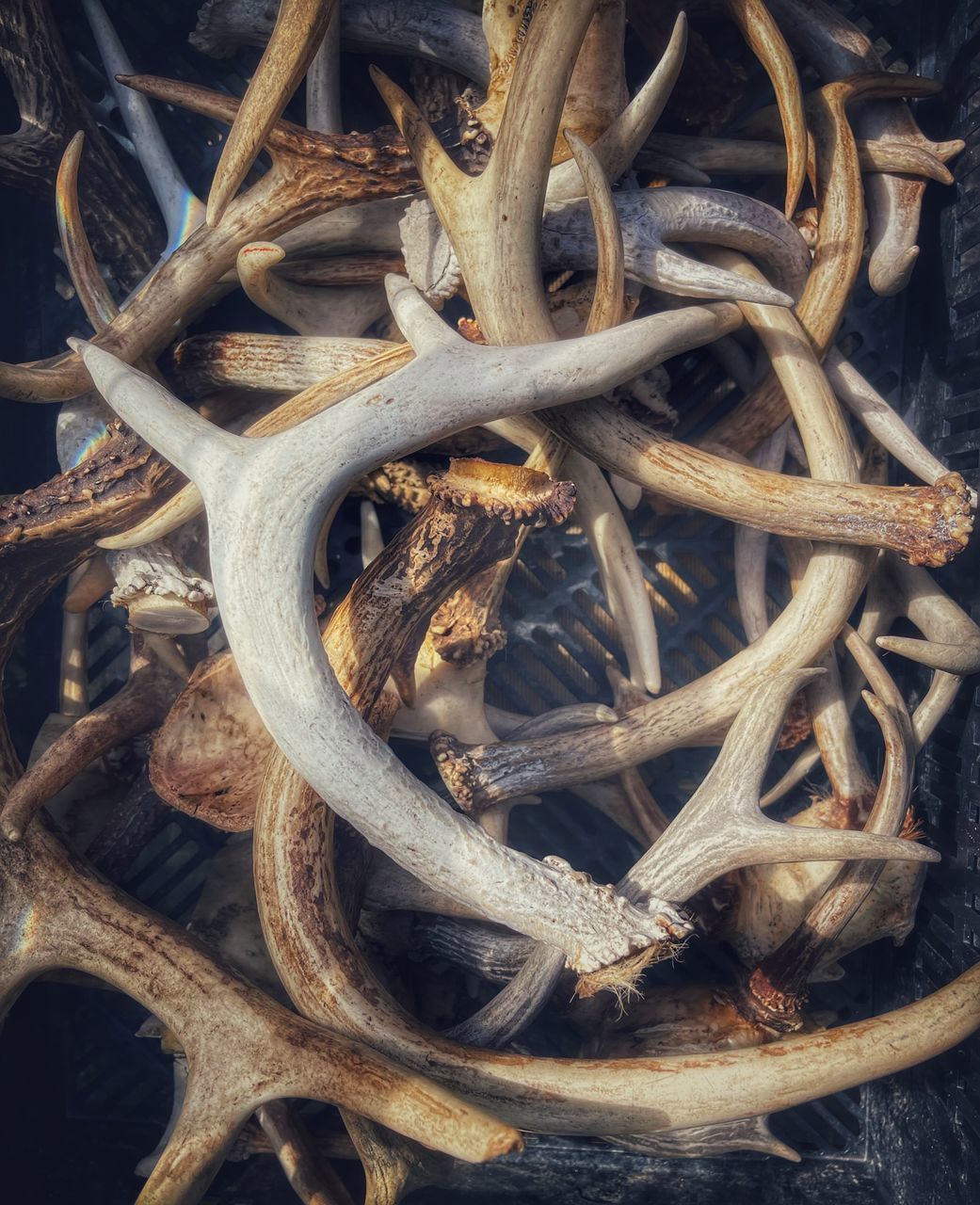 antler, wood, branch, no people, iron, nature, food, horn, food and drink, still life, animal, twig, close-up, high angle view