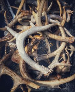 antler