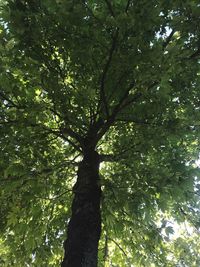 Low angle view of tree in forest