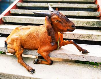 Side view of a dog relaxing outdoors