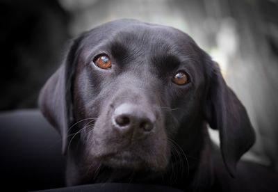 Close-up portrait of dog