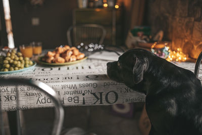 Close-up of dog on table at home