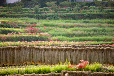Scenic view of grassy field