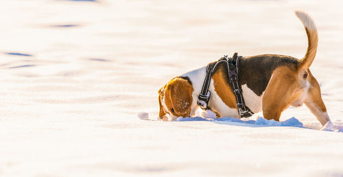 View of a dog on beach