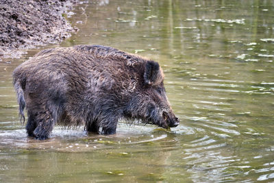 Side view of horse drinking water in lake