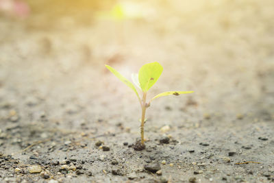 Close-up of plant growing outdoors