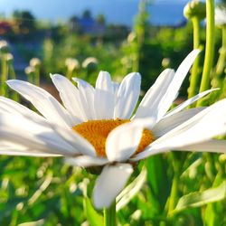 Close-up of white flowering plant on field