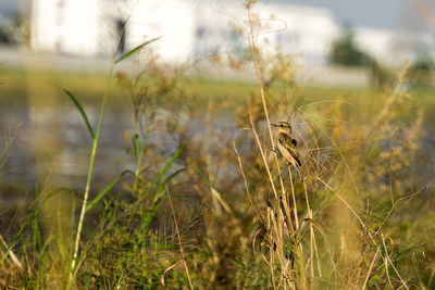 Close-up of wheat growing on field