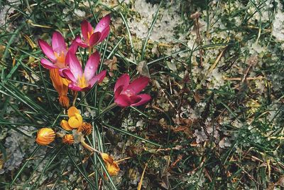 High angle view of pink crocus flowers on field