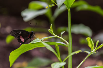 Close-up of butterfly on leaf