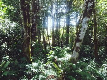 Trees in forest