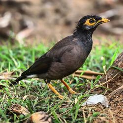 Close-up of a bird on grass