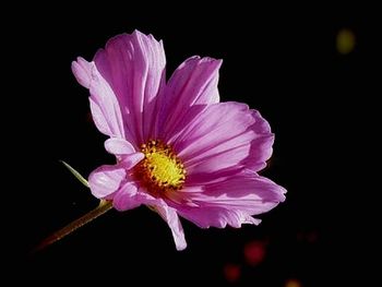 Close-up of pink flower