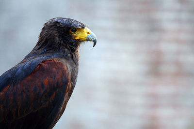 Close-up of prey bird looking away