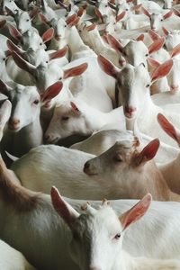 Full frame shot of goats in shed