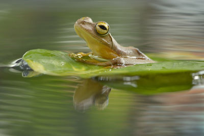 Macro photography 