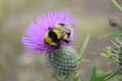 Close-up of bee on purple flower