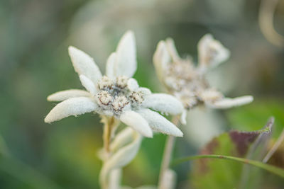 Close-up of white flowering plant