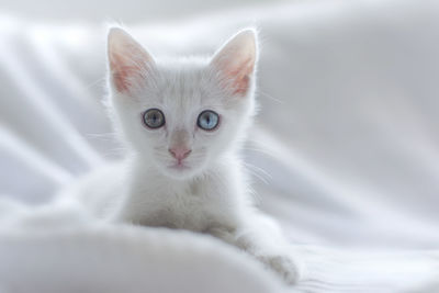 Close-up portrait of cat