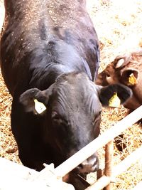 High angle view of cow