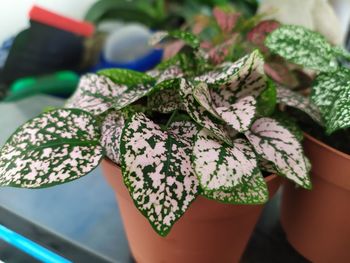 High angle view of potted plant