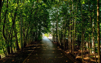 Walkway amidst trees in forest