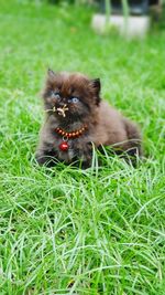 Portrait of a black cat on grass