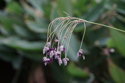 Close-up of purple flowering plant