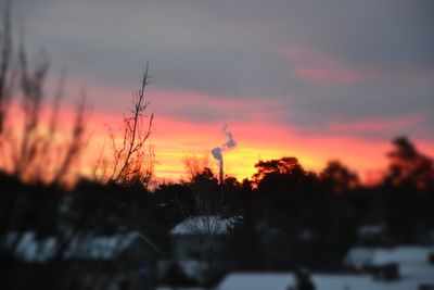 Trees at sunset