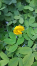 Close-up of yellow flower blooming outdoors