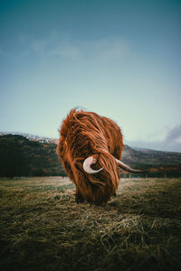 Scenic view of field against sky