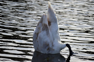 Close-up of seagull flying over lake