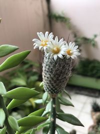 Close-up of white flowering plant