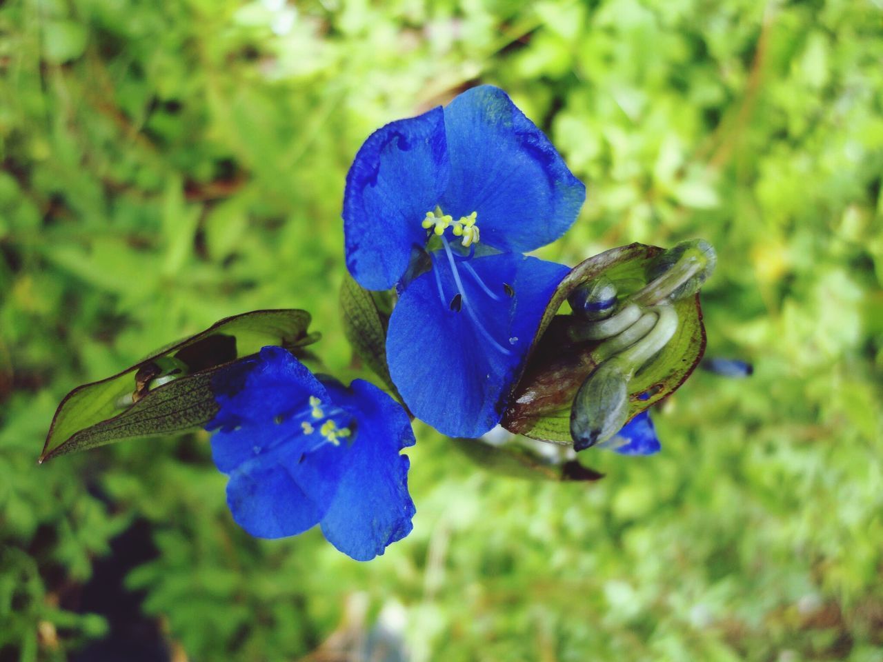 flower, purple, petal, freshness, fragility, blue, flower head, beauty in nature, growth, close-up, focus on foreground, one animal, animals in the wild, insect, wildlife, animal themes, nature, plant, blooming, single flower