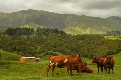 Cows grazing on grassy field