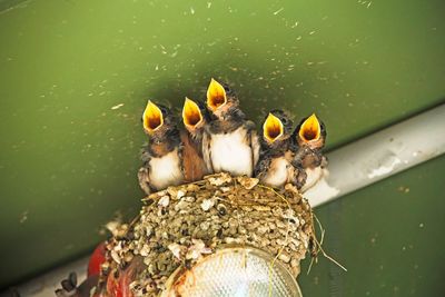 High angle view of young birds with mouth open at nest