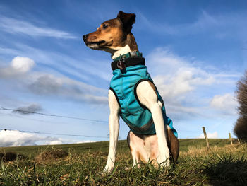 Low angle view of dog on field against sky