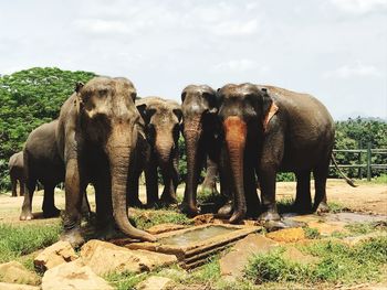 Elephant standing on field against sky