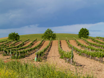 Scenic view of agricultural field against sky