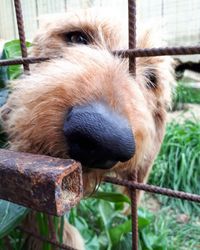 Close-up of a dog