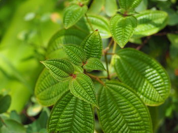 Close-up of green leaves