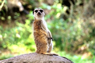 Close-up of meerkat standing outdoors