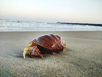 Close-up of crab on sand at beach against sky