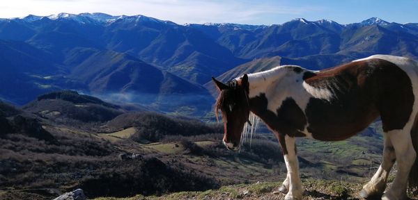 View of a horse on mountain