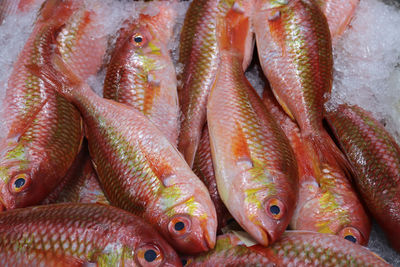 Close-up of fish for sale in market