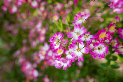 Close-up of pink flowering plant