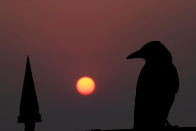 Low angle view of silhouette bird against sky during sunset