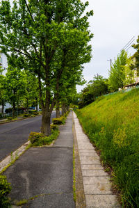 Empty road along trees and plants