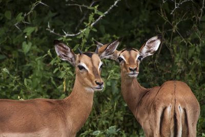 Deer on ground