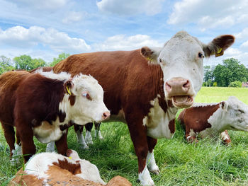 Cows in a field